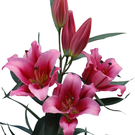 Lilies