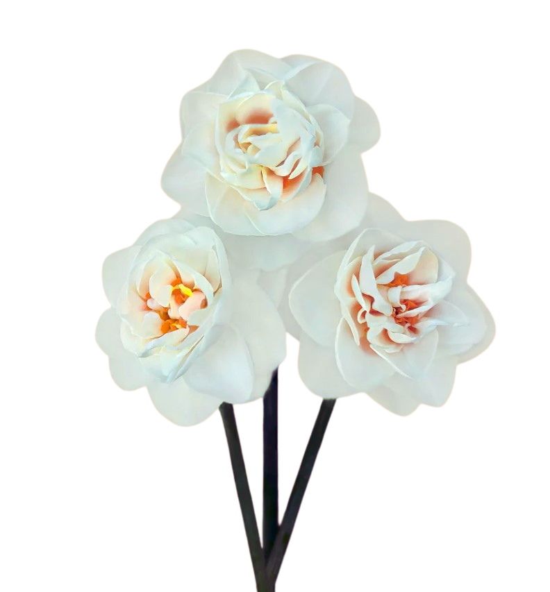 Narcissen