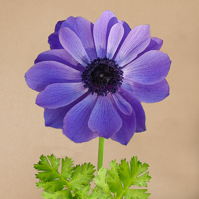 Coronaria Mr. Fokker