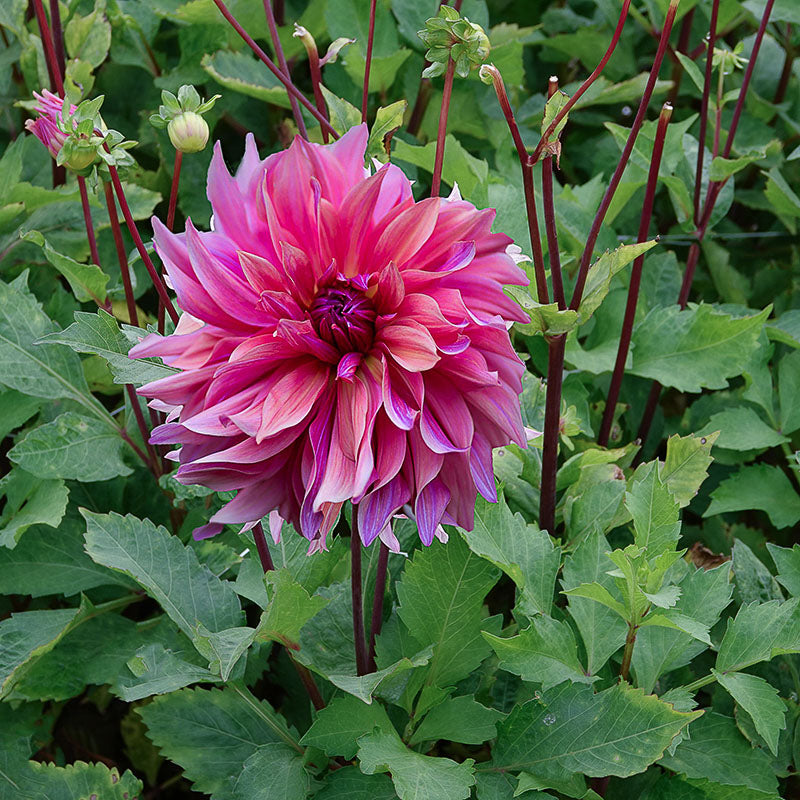 Dahlie Penhill Dark Monarch