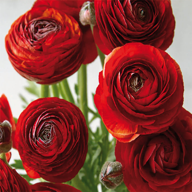 Elegance®Ciocciolato