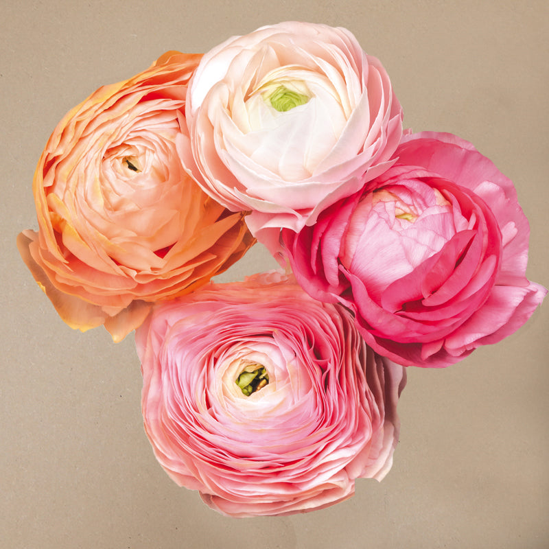 Elegance® Pastello