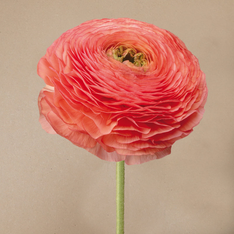 Elegance® Elegance Salmon Peach