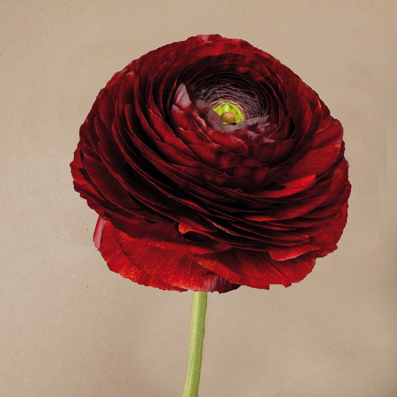 Elegance® Choco Café