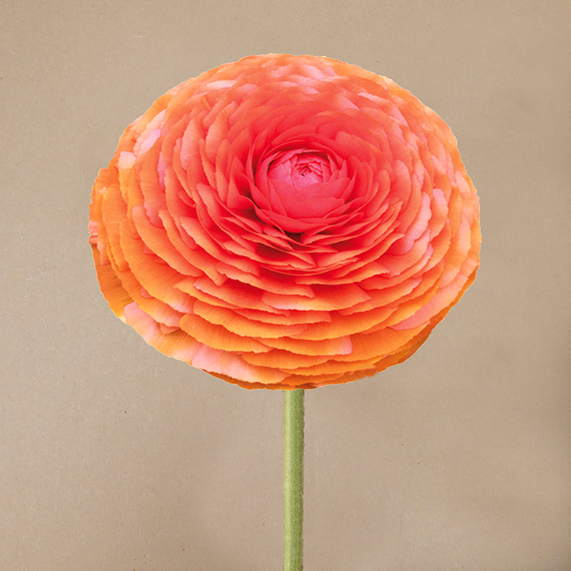 Elegance® Clementine