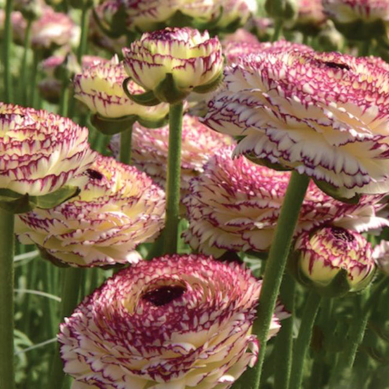 Elegance® Pastello striato