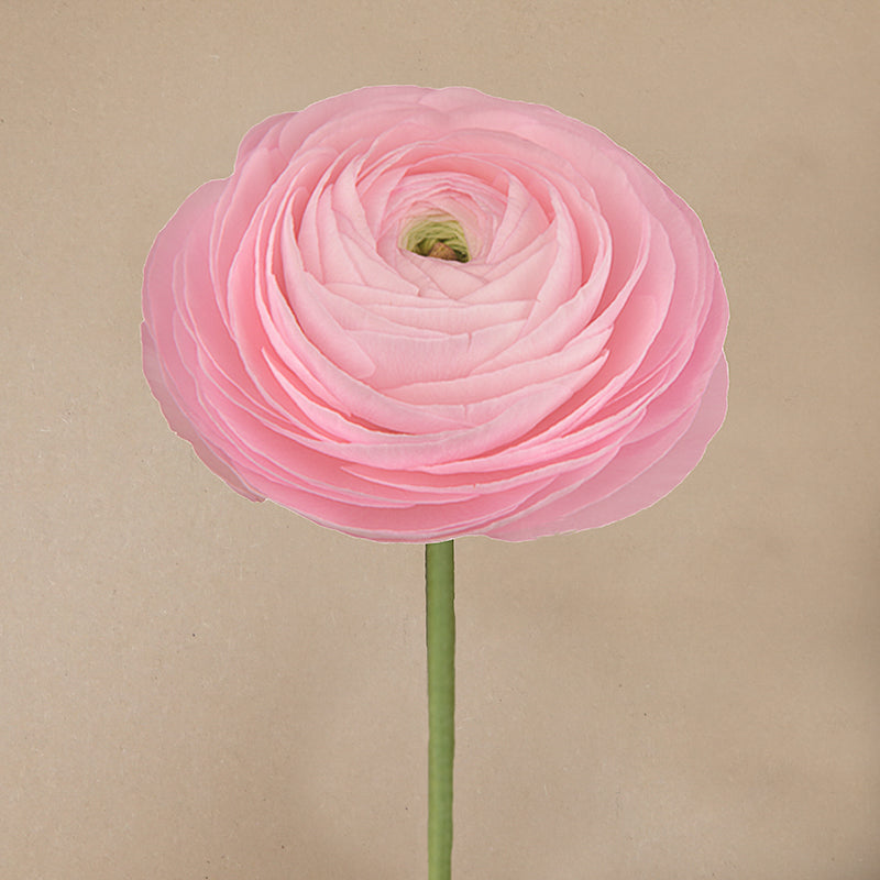 Elegance® Rosa Chiaro