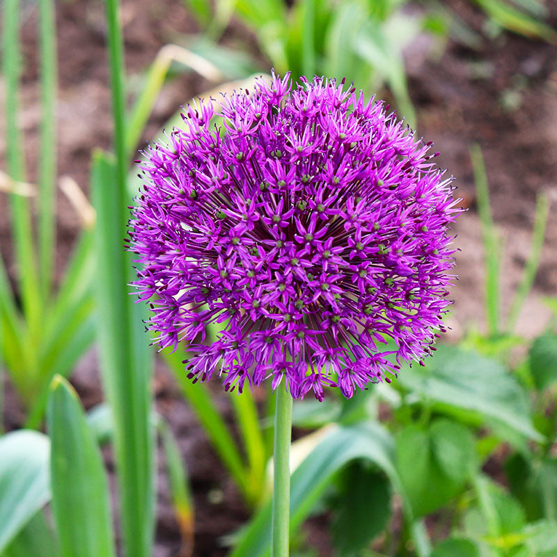 Purple sensation