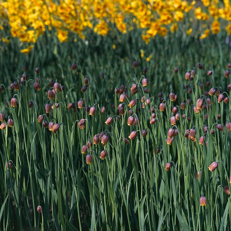 Uva vulpis