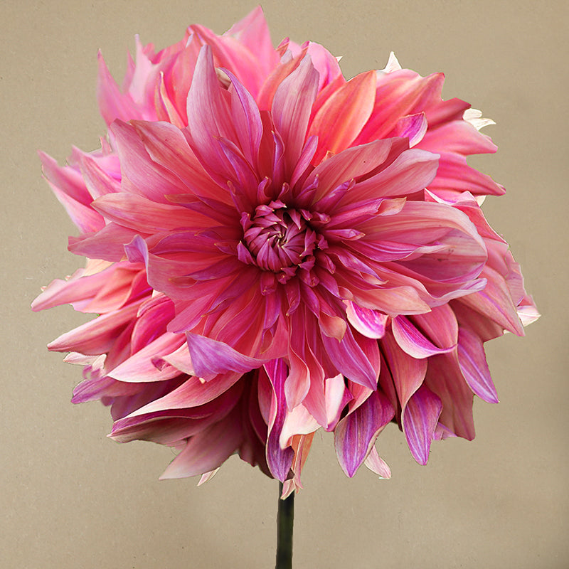 Penhill Dark Monarch