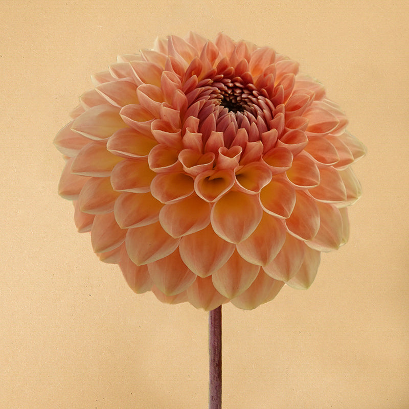 Blyton softer gleam
