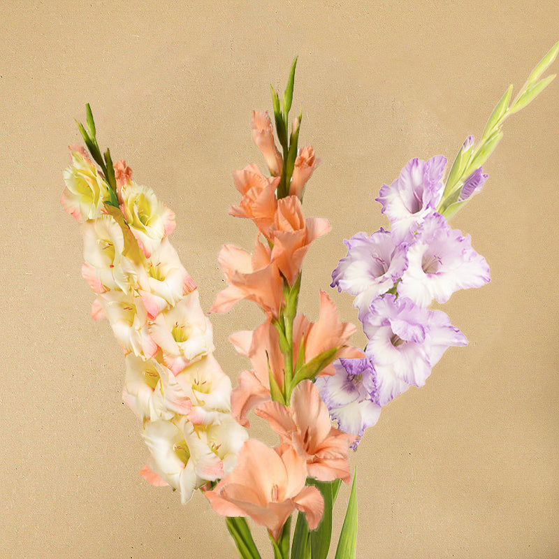 Pastel mix