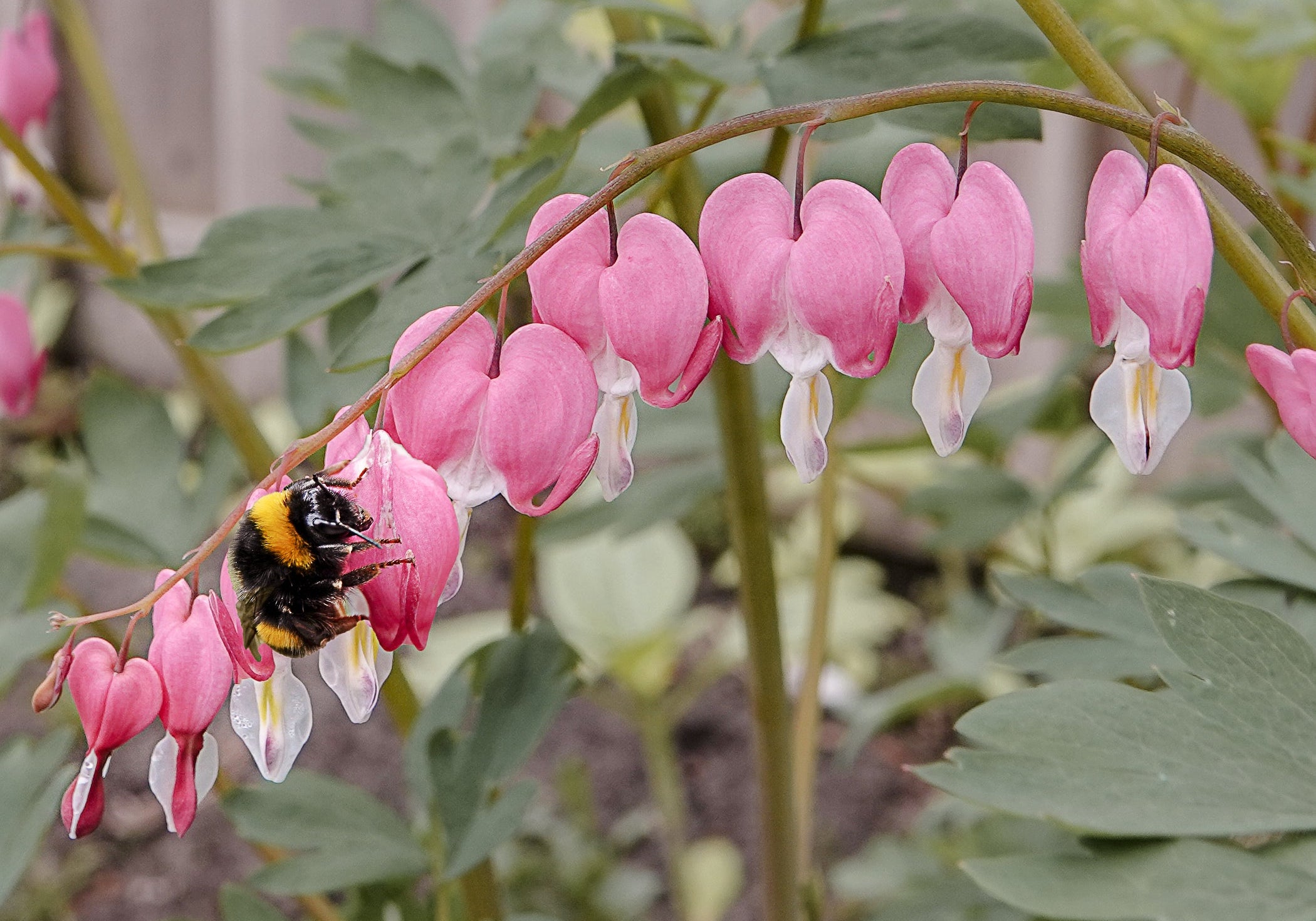 Hoe krijg je die vrolijk zoemende hommels en bijen in je tuin op bezoek?