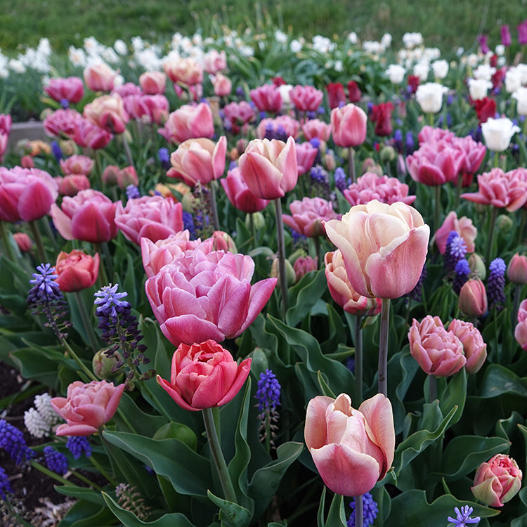 Layer Spring Bulbs Planting spring bulbs in layers โ The Blooming Company