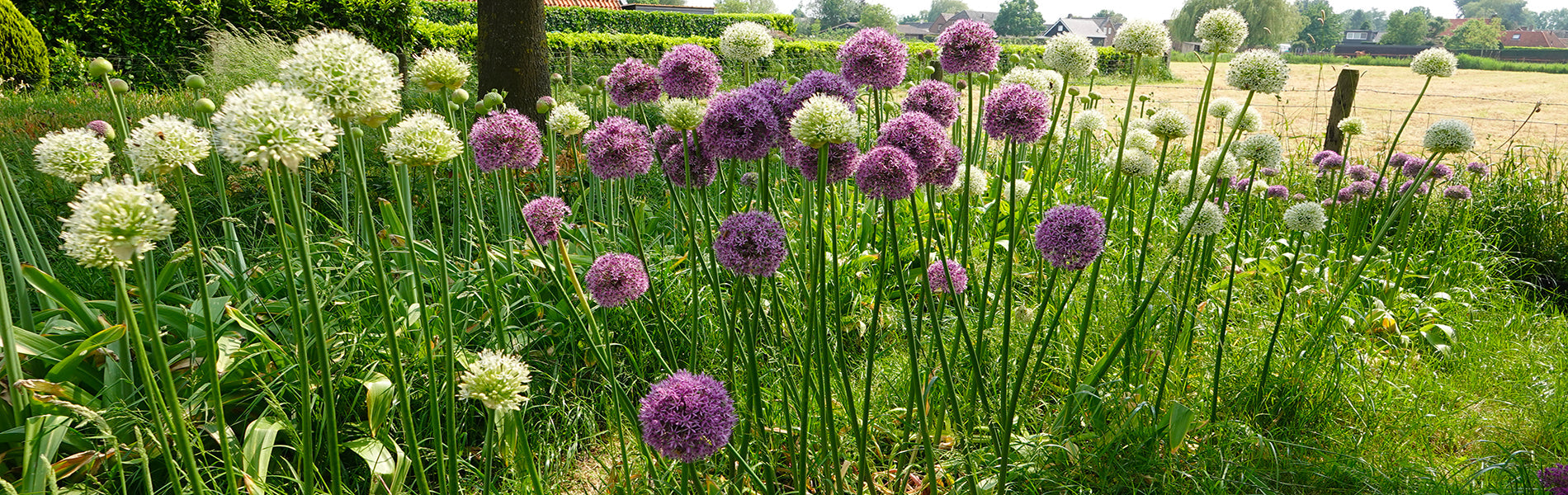 De zoektocht naar de perfecte allium