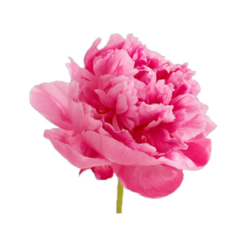 Pioenen