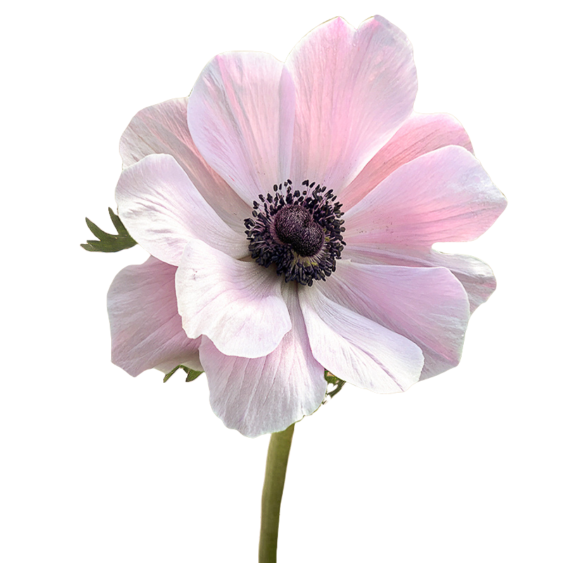 Anemonen