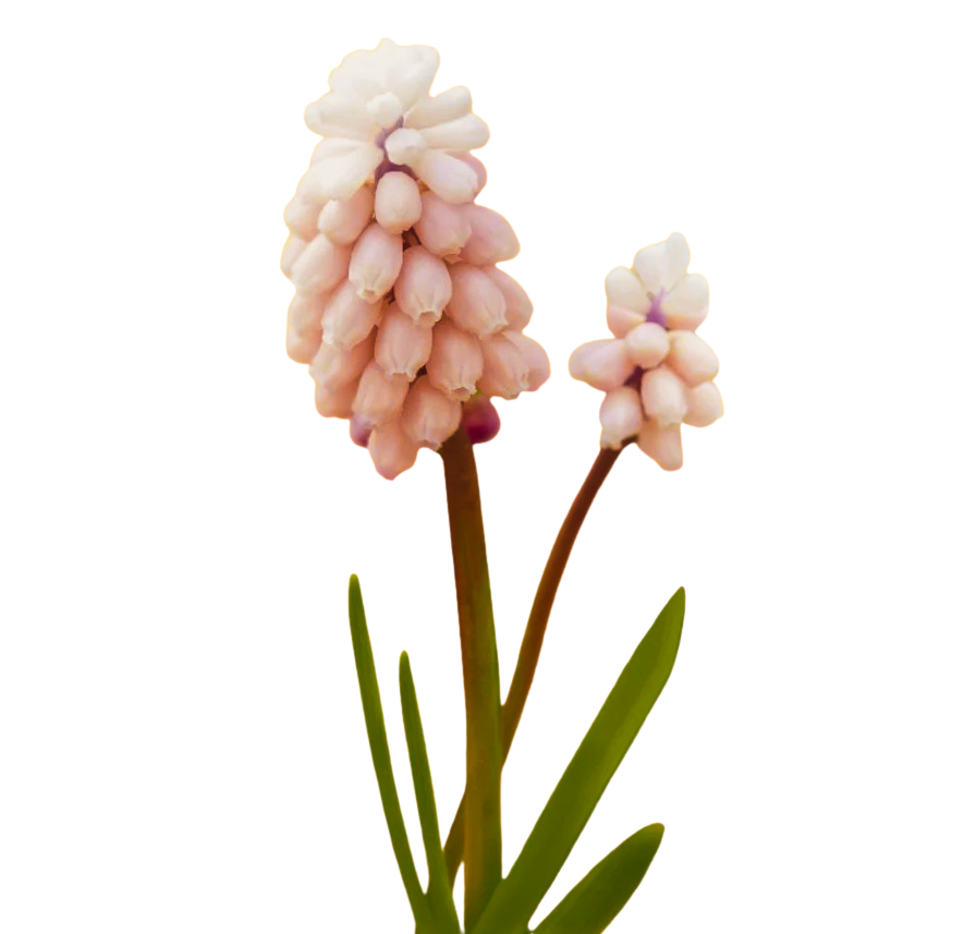 Blue grape hyacinths