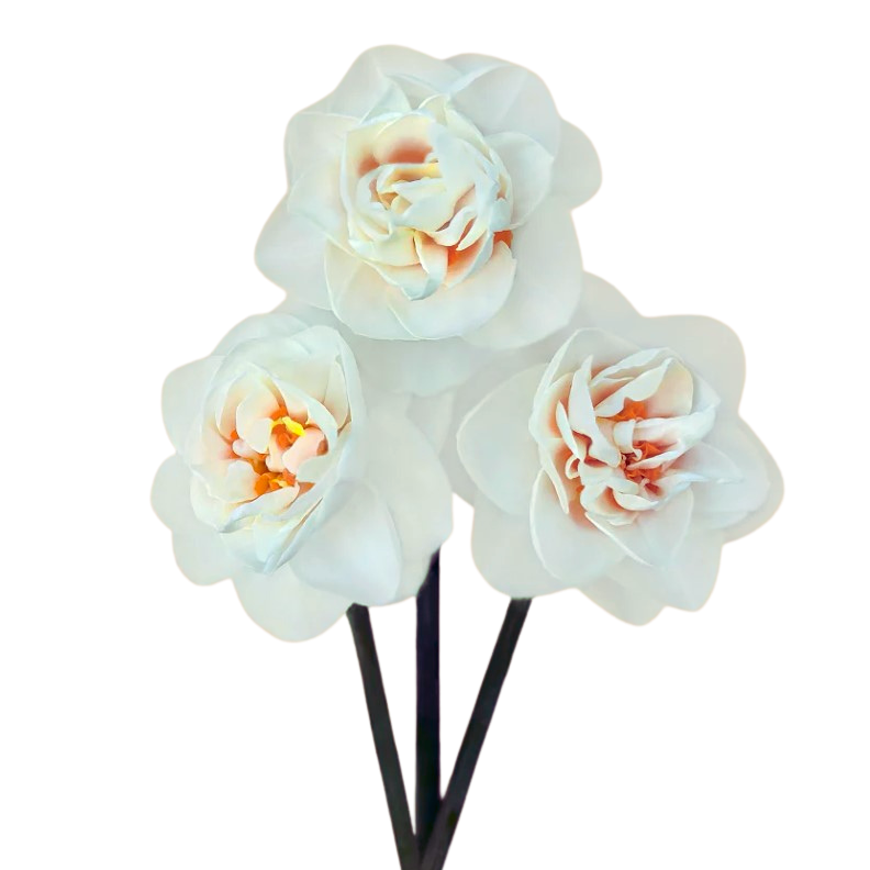 Narcissen