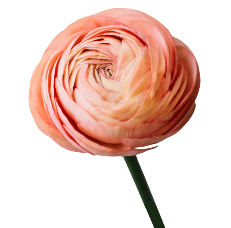 Ranunkeln