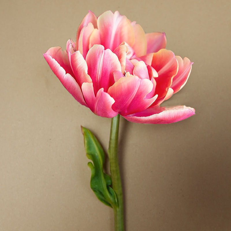 Pink Star