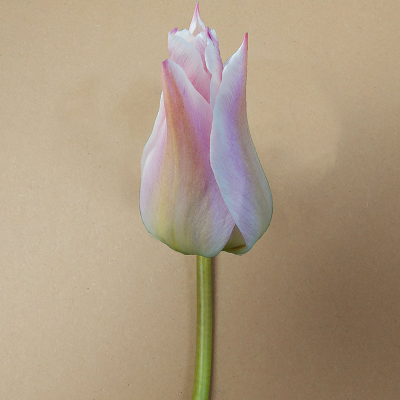 Elegante Dame