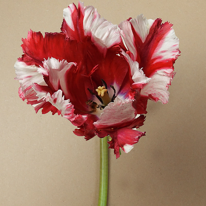 Estella Rijnveld