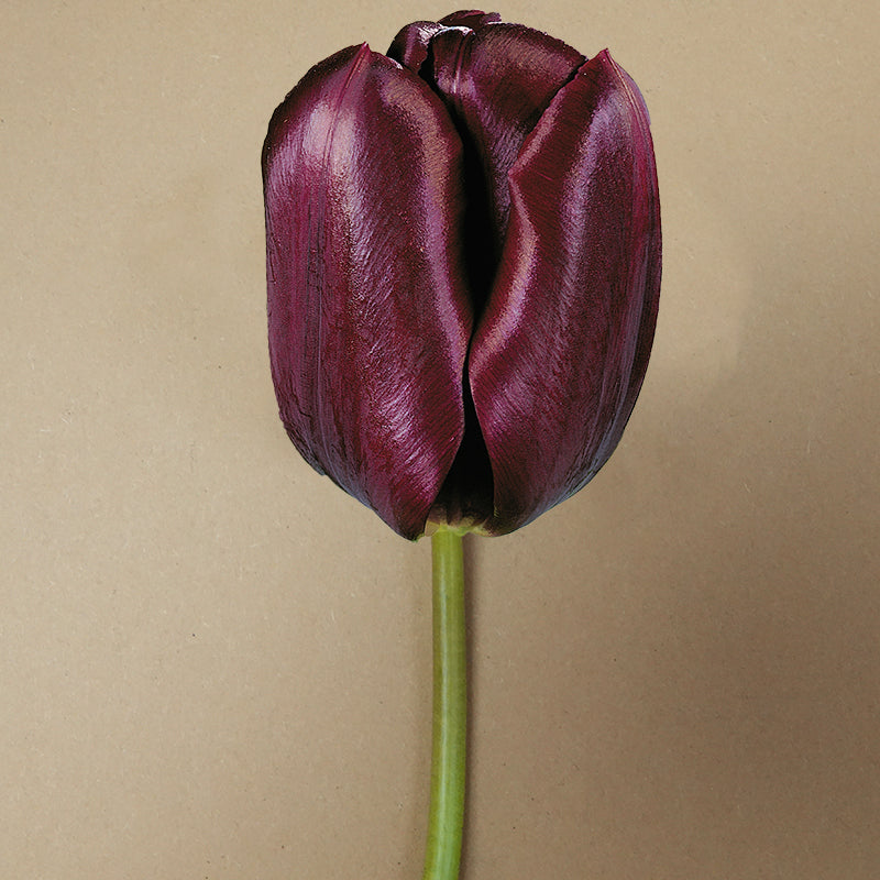 Black Jack