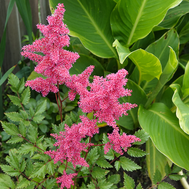 Astilbe red