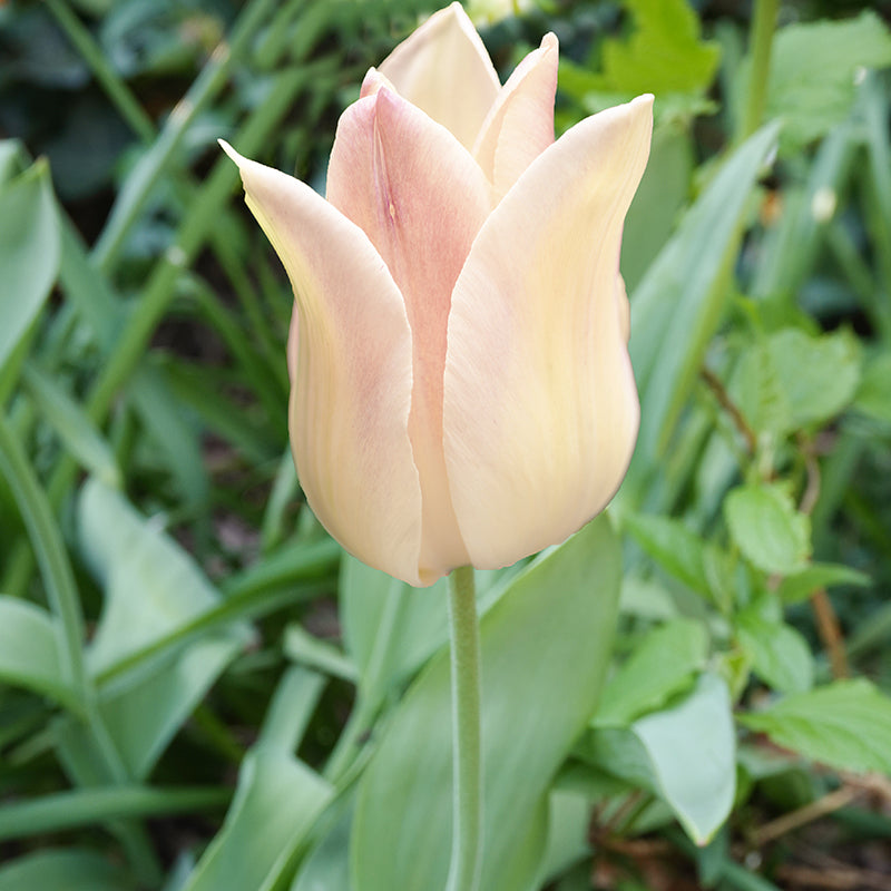 Elegante Dame