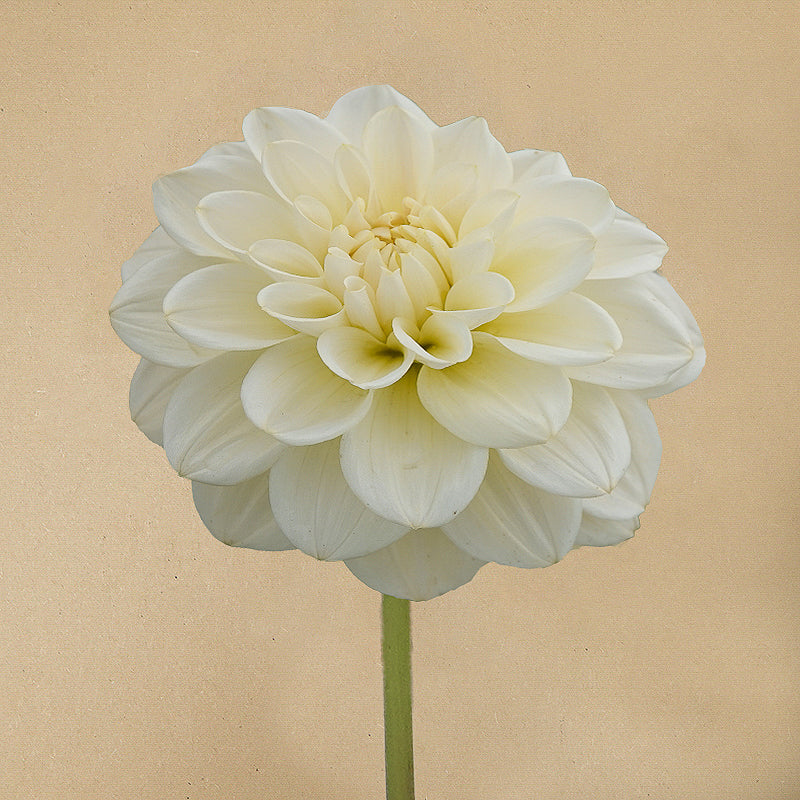 Caramel Antique