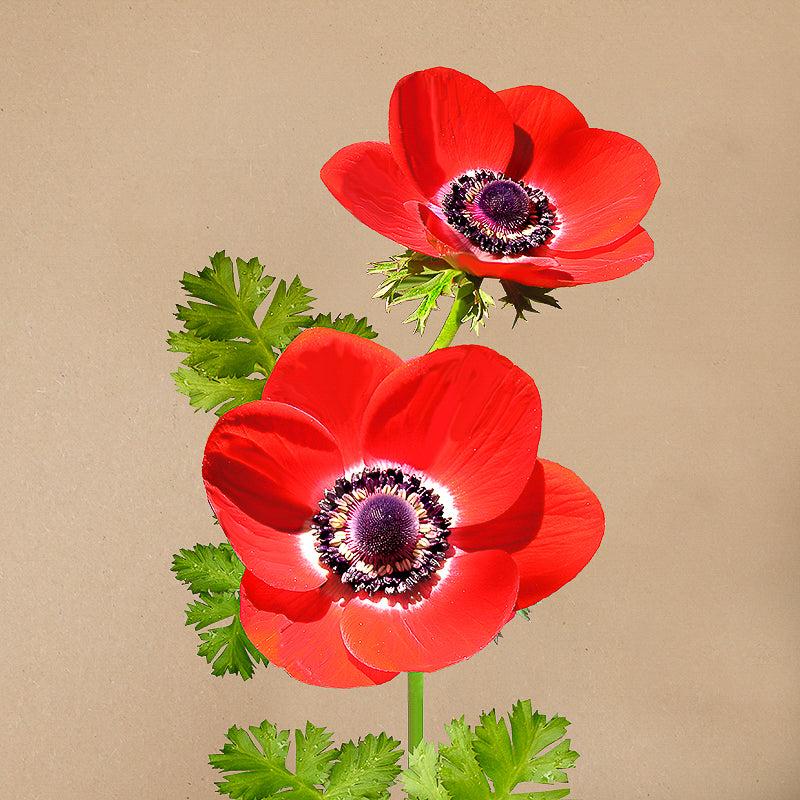 coronaria 'Hollandia'