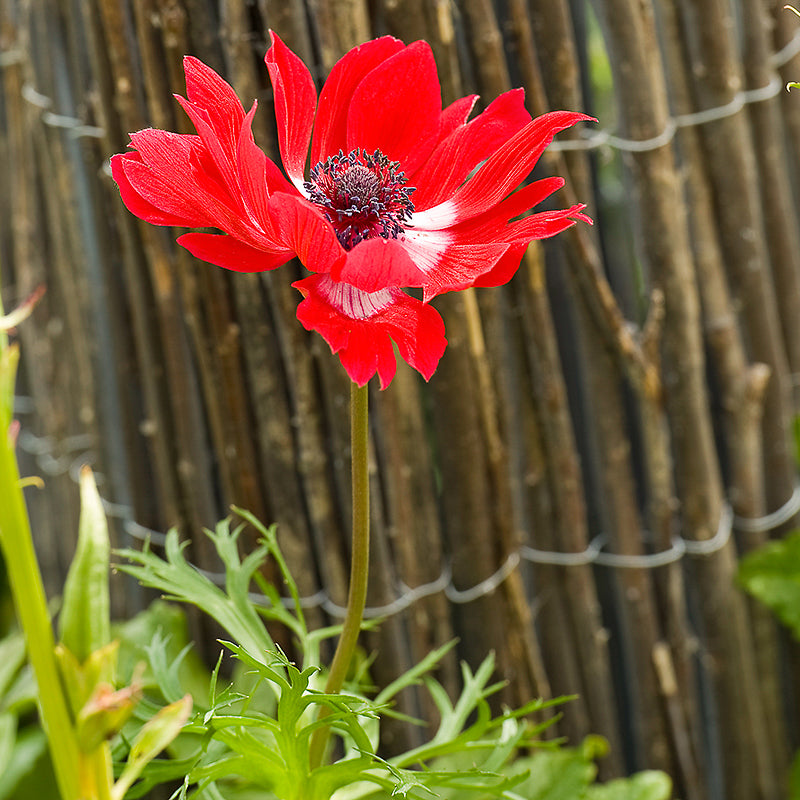 coronaria 'Hollandia'