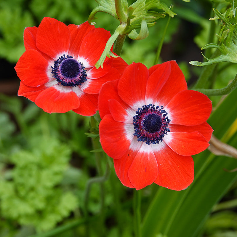 coronaria 'Hollandia'