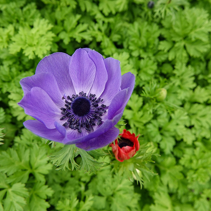 Coronaria Mr. Fokker