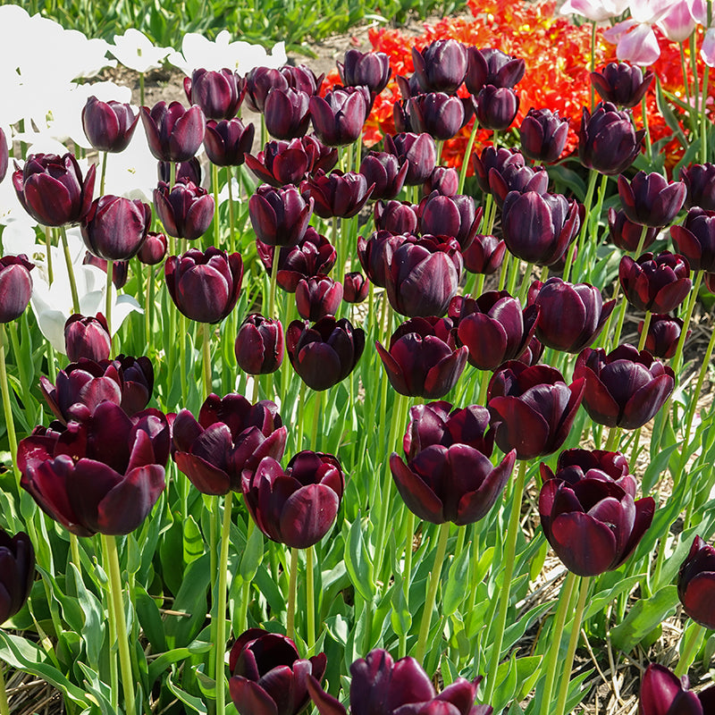 Black Jack