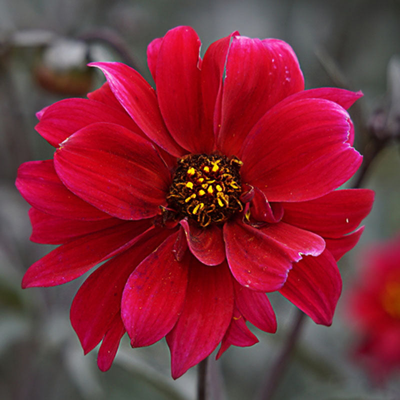 bishop dahlia