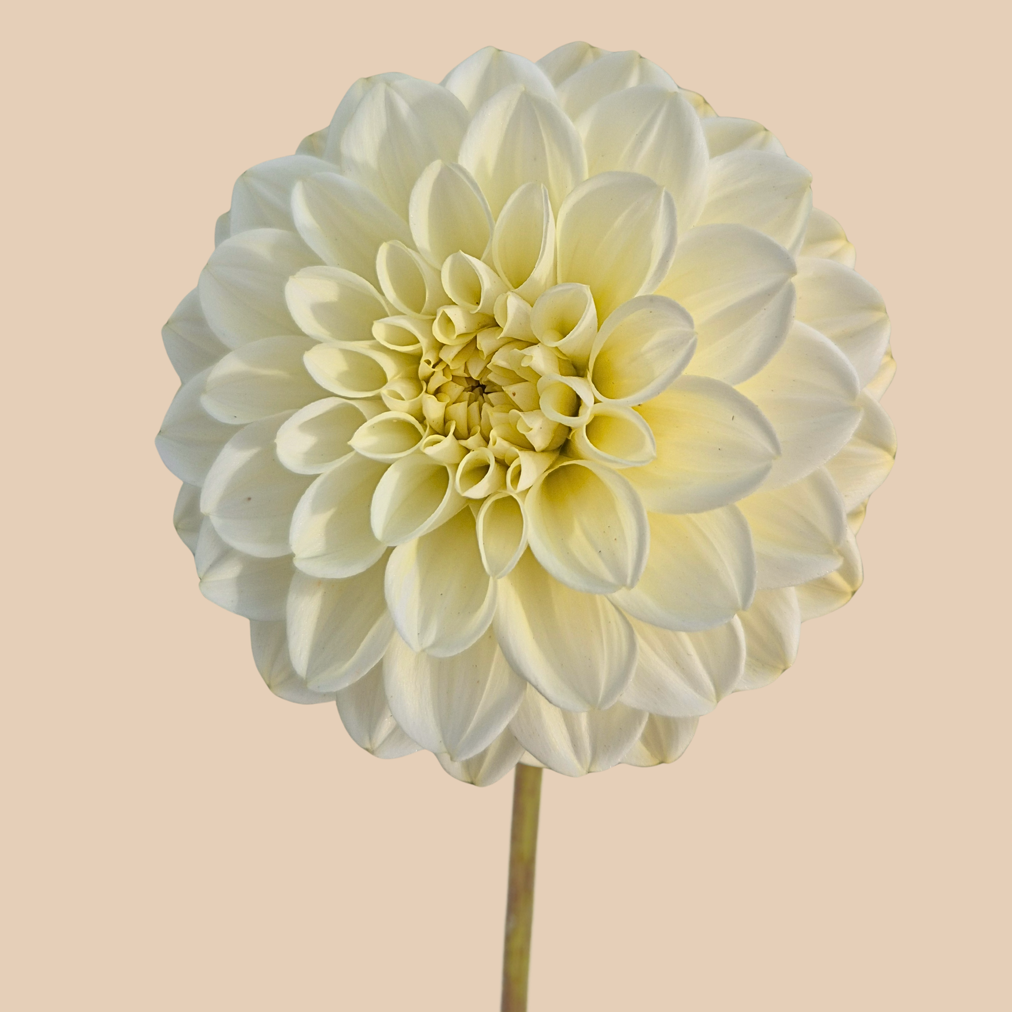 Caramel Antique