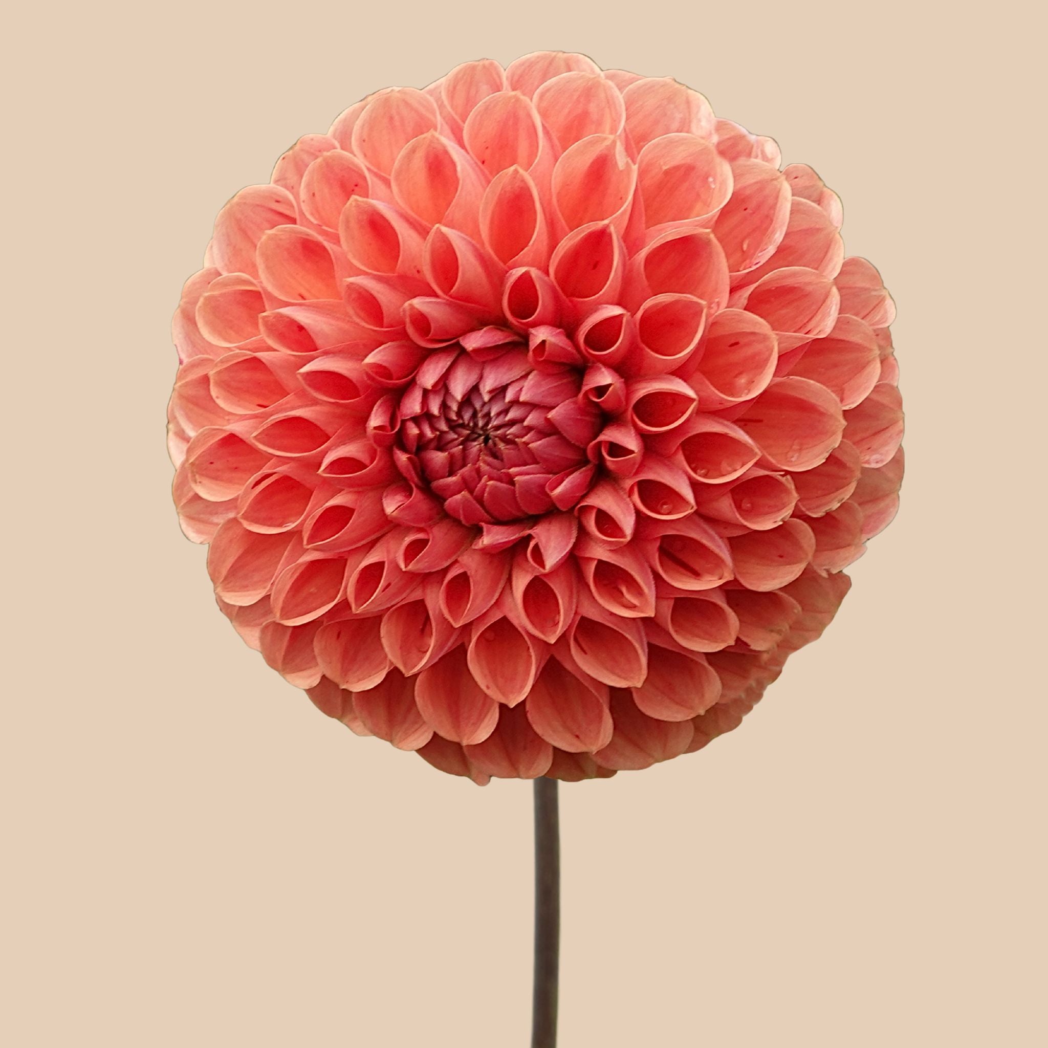 Cornel Bronze