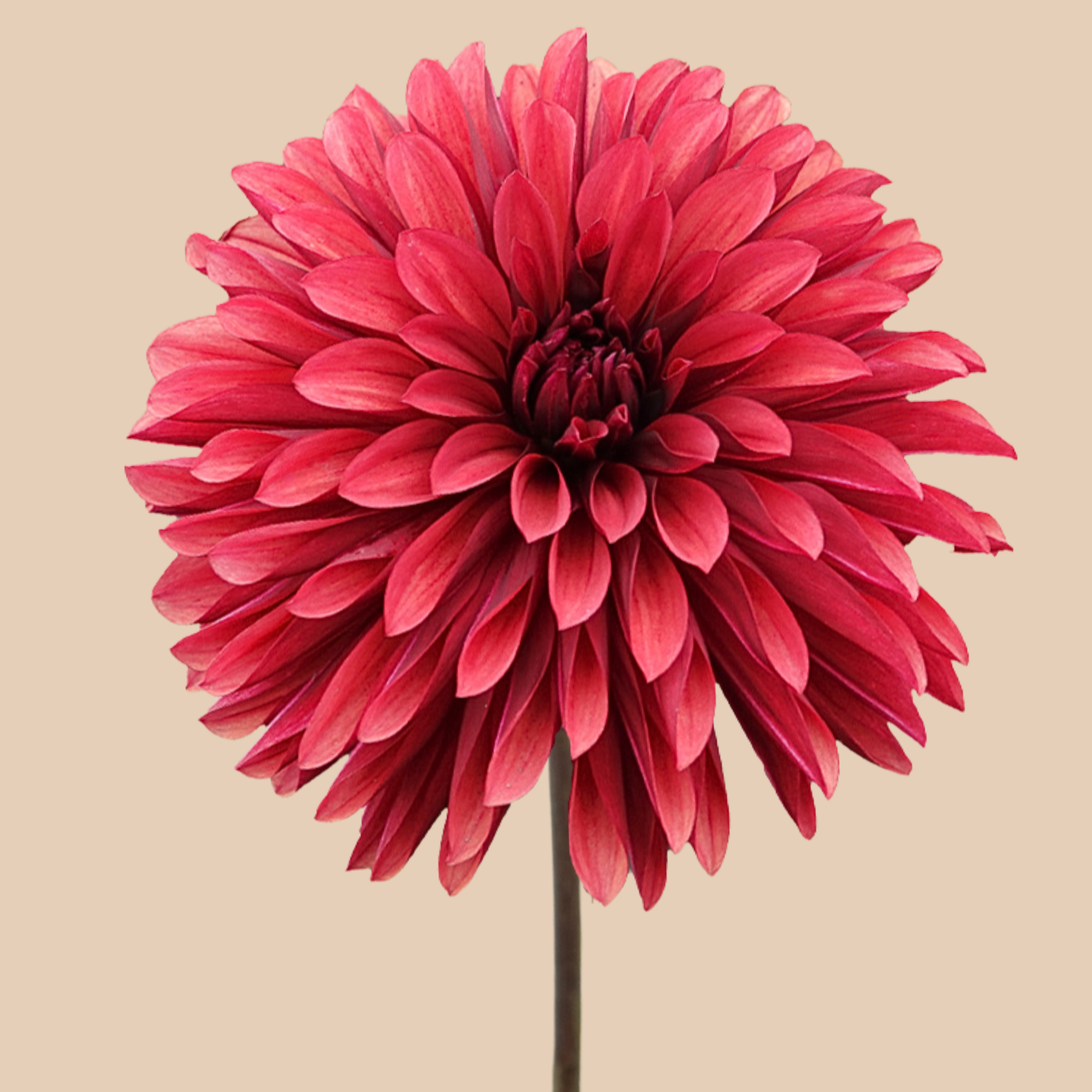 Danique