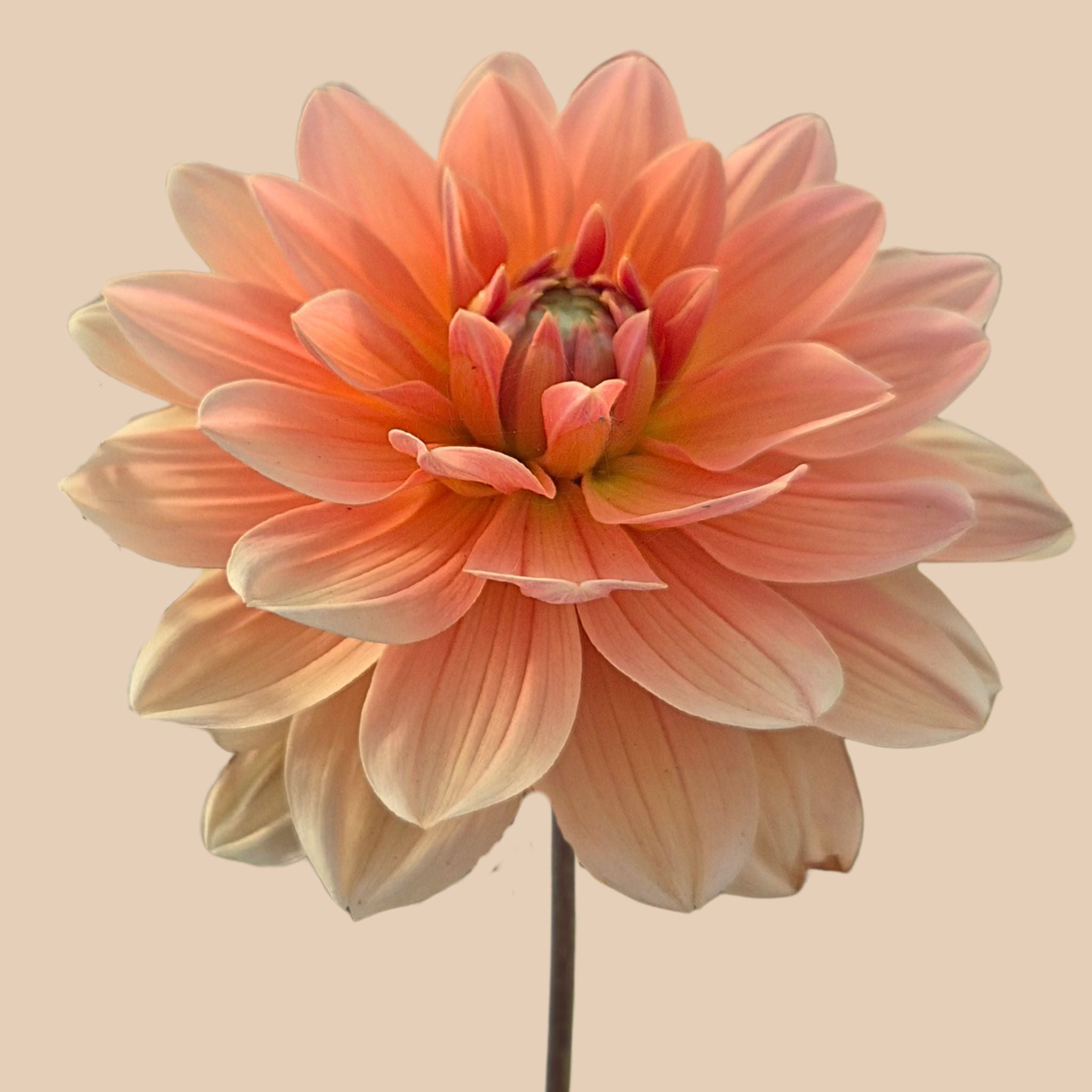 Apricot Desire