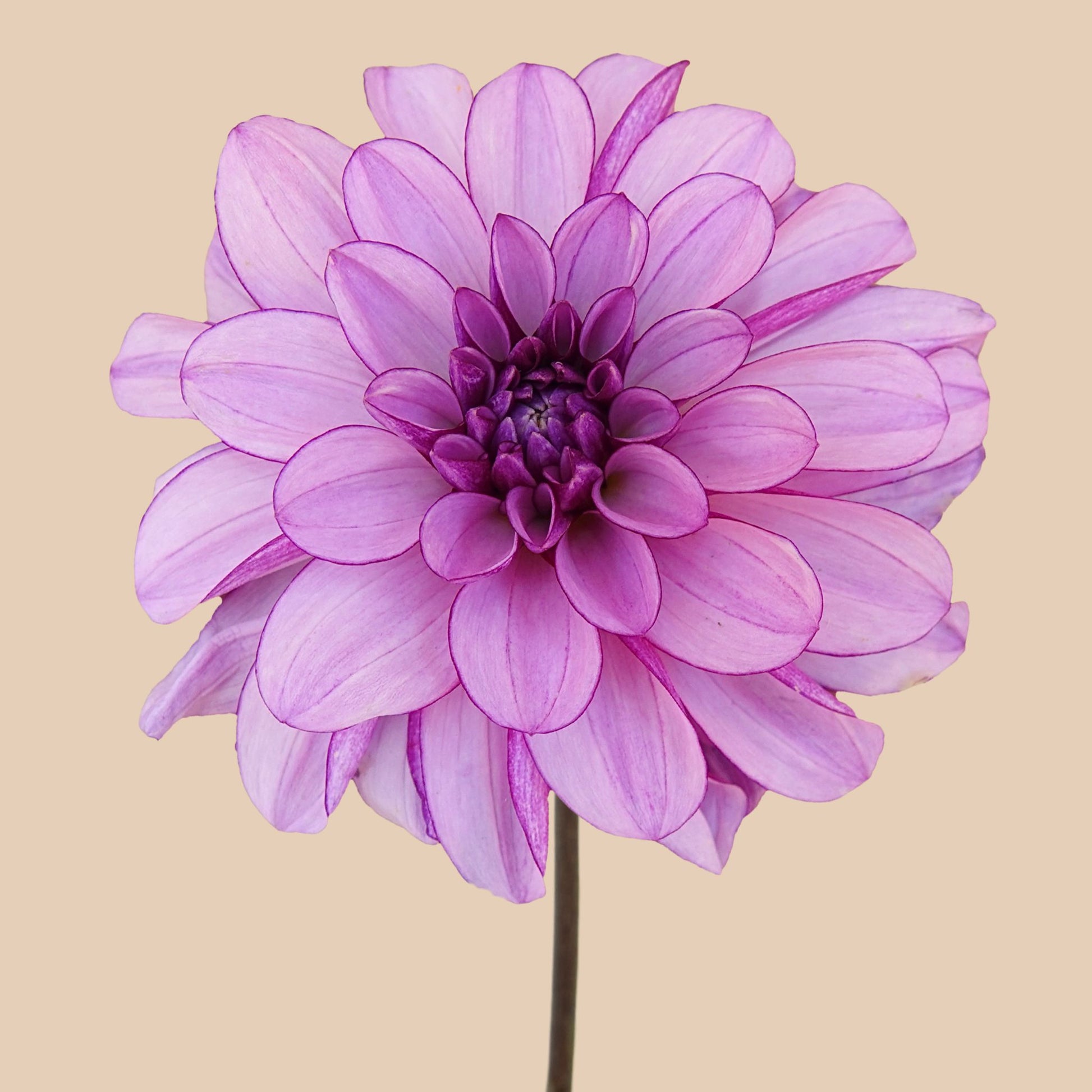 Creme de Cassis