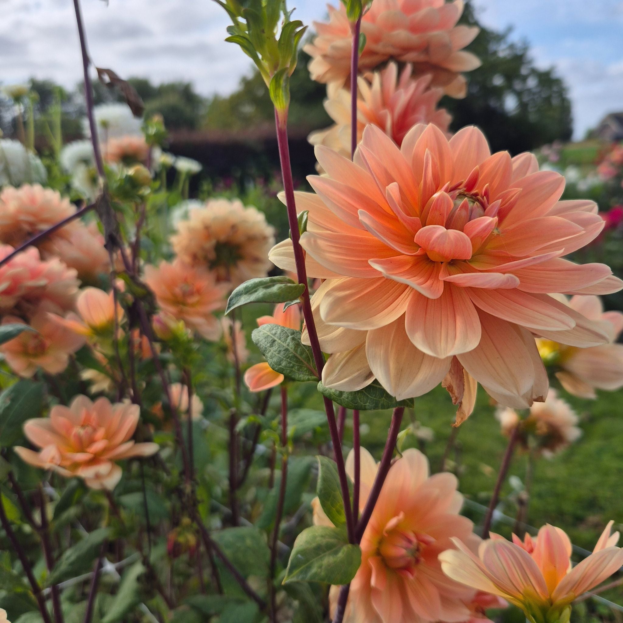 Apricot Desire