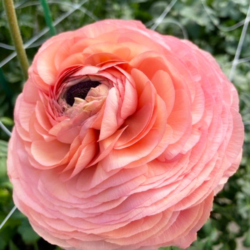 Elegance® Elegance Salmon Peach