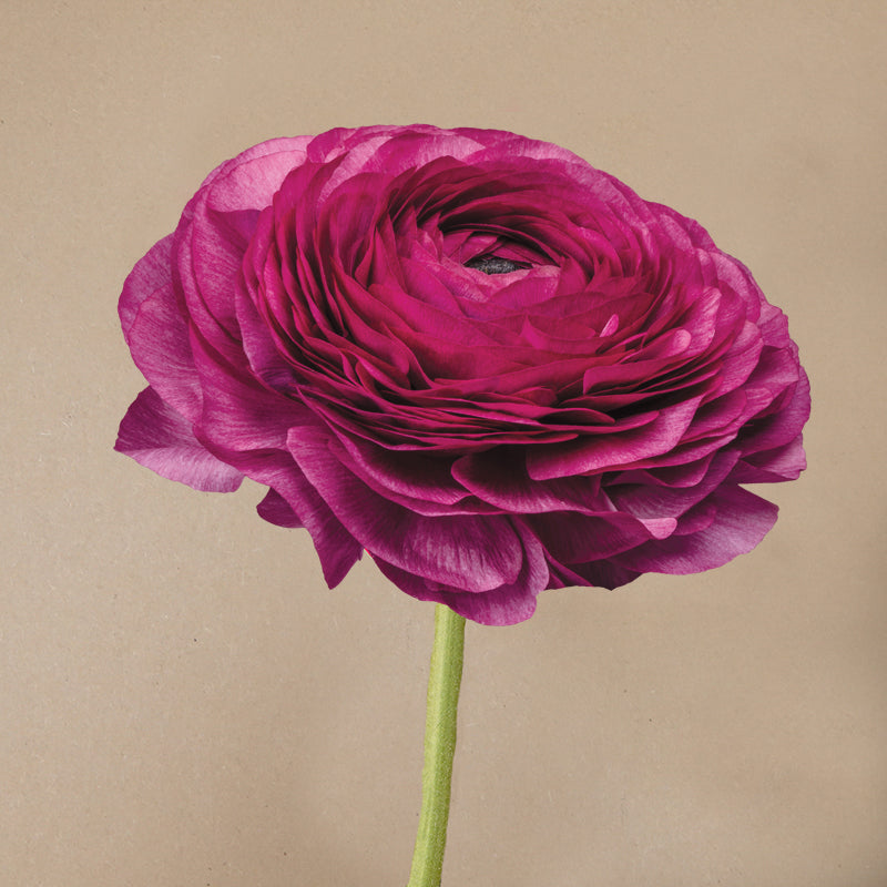 Elegance® Milka