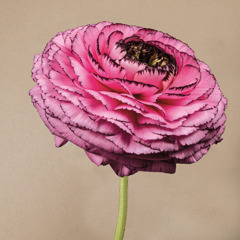 Elegance® Rosa Striato