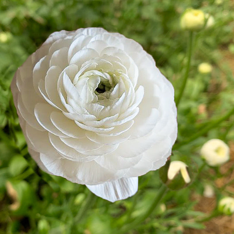 Elegance® Bianco