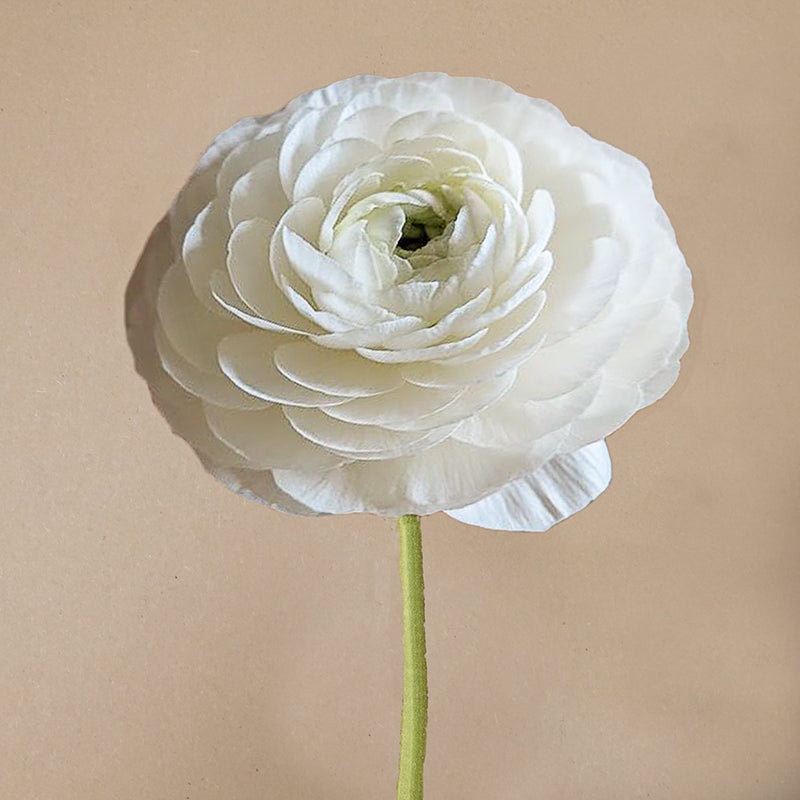 Elegance® Bianco
