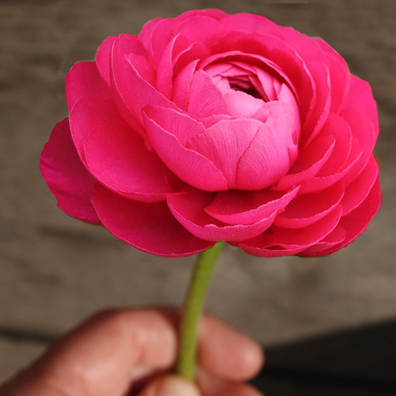 Elegance® Hot Pink
