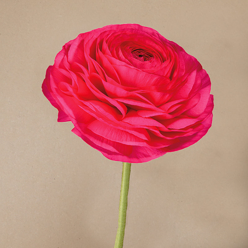 Elegance® Hot Pink